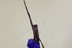 第74回 いけばな展_2025